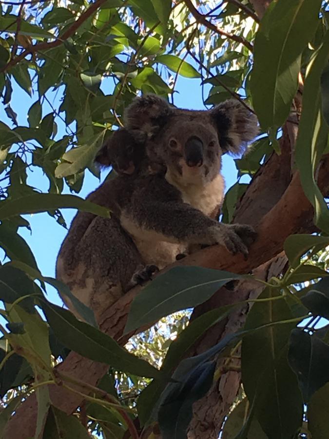 Stradbroke Island Beach Hotel Пойнт-Лукаут Екстер'єр фото